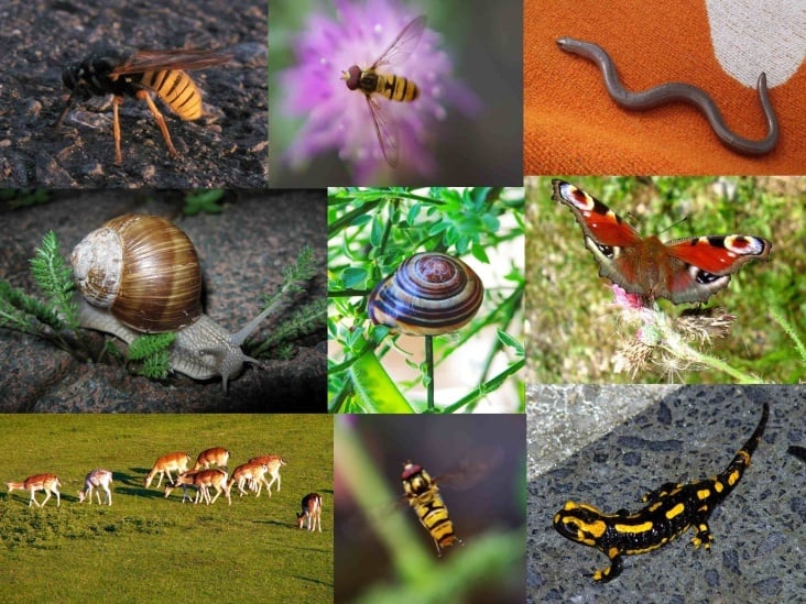 TIERE – Collage