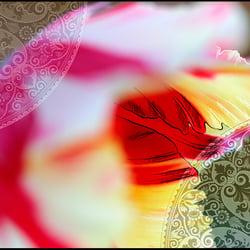 Maitulpe 2010 3