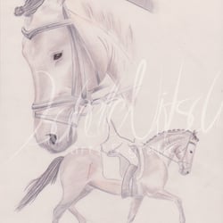 Vivendo Dressage
