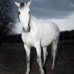 Tido5