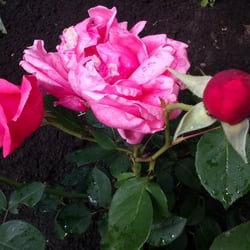 Natur 2012 Blumen