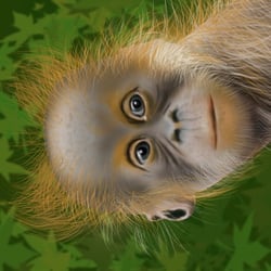 Junger Orang Utan – Illustration mit Photoshop