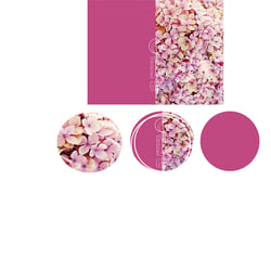 portfoliohydrangea