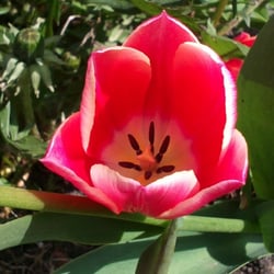 Flowers 20