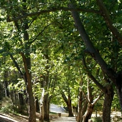 im Park
