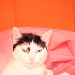 Bastet the Cat 2012