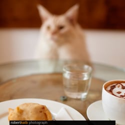 Cafe Neko (Katzencafe)