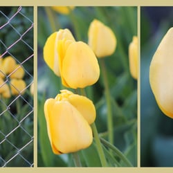 Tulpe