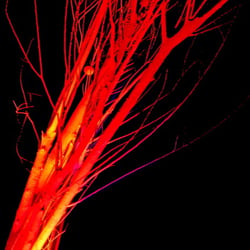 Roter Baum