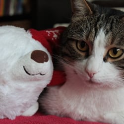 Christmas Cat