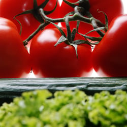 tomaten gurke salat