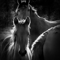 Horses