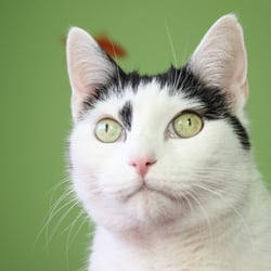 Bastet the Beauty Cat 30. Okt. 2012