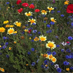 Blumenwiese