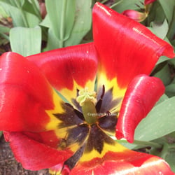 Flowers Mai 2014 Foto Übungen