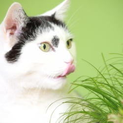 Bastet the Cat 2012 Teil 02