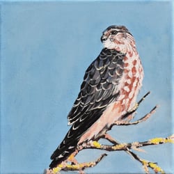 Falke in Acryl (19,5 × 19,5 cm)