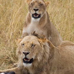 masaai mara106