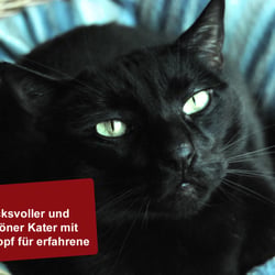 Anzeige für Schaufenster – Gestaltung & Fotos (10×15 cm)