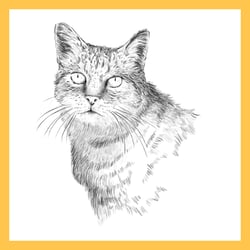 Katze 1 copy-100