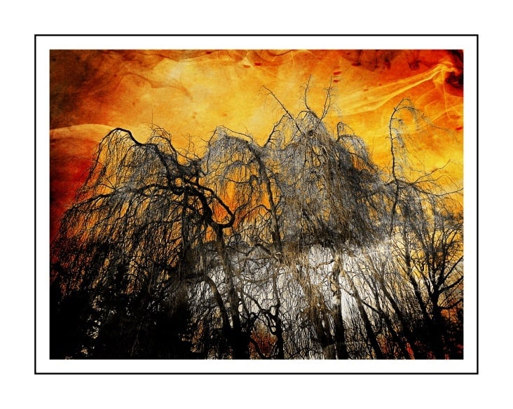 Feuerbaum