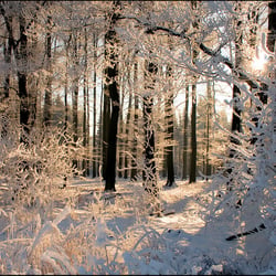 Naturfoto