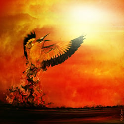Phoenix aus der Asche