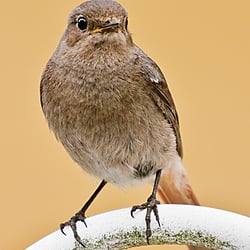 Tierfotografie in freier Natur
