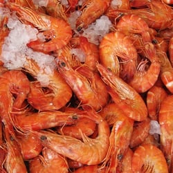Shrimps