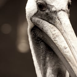 Animalisch gut