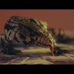 Projekt: Money/Hasso (Düsseldorf, DE)