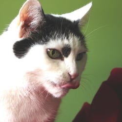 Bastet the Beauty Cat 30. Okt. 2012