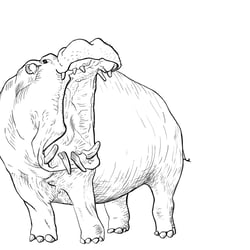 Hippo