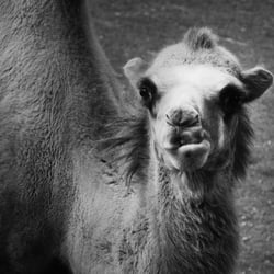 animals5