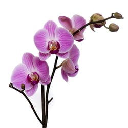 Orchidee