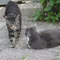 Cat Juli 2014 © by Dina.T