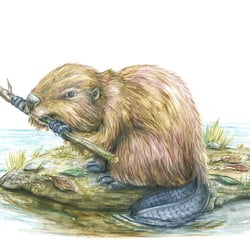 Aquarellstifte Verpackungsillustration STAEDTLER