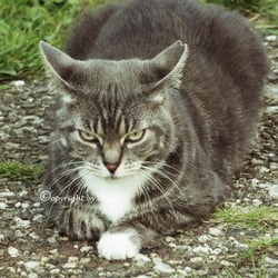 Cat´ s   Aug. 2014