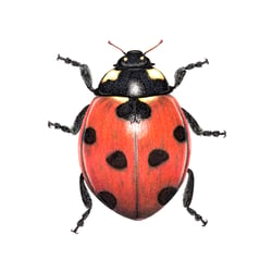 Marienkäfer