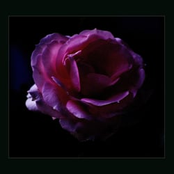 Traumhafte Rose