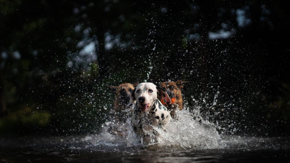Hundefotografie, Tierfotografie