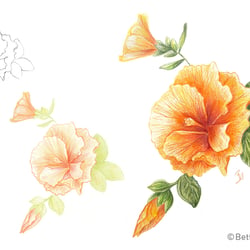 Drawing step-by-step