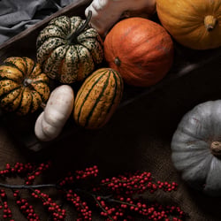 Autumn Editorial – Pumpkin