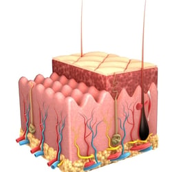 Epidermis draft 2