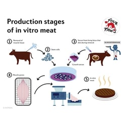 Infografik Herstellung In-Vitro Fleisch für Vier Pfoten e.V.