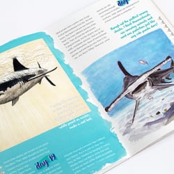 Buch im Eigenverlag – A Shark A Day – Zeichnungen und Informationen über Haie