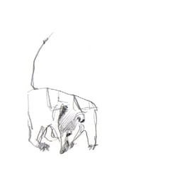 Nasenbär