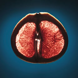 Grapefruit