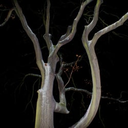 winterbaum