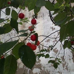 Kirschbaum 16